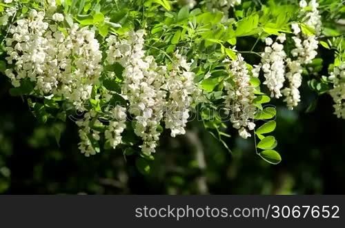 White Acacia flowers
