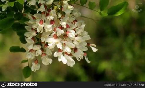White Acacia flowers