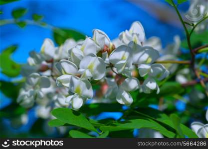 White Acacia flowers among green foliage against a blue sky