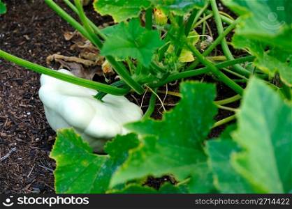 White Acorn Squash. A single white Acorn squash (Cucurbita pepo) growing on the vine ready to harvest and eat