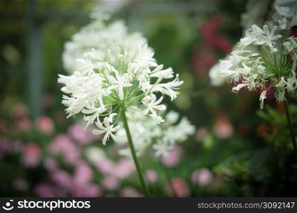 white African Lily flower decorating in garden