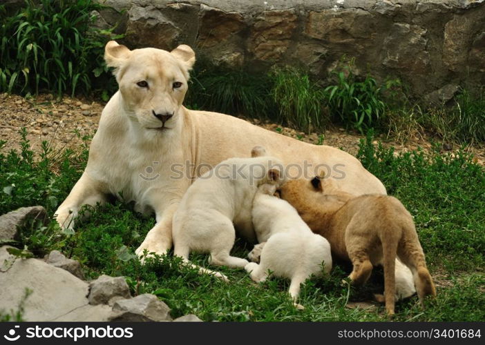 White african lioness nursing her cubs