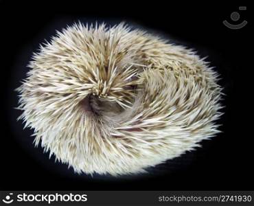 White African posing little hedgehog