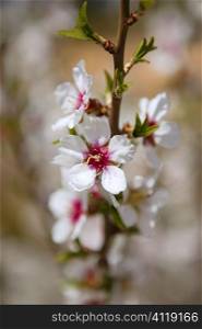 White almond tree flowers