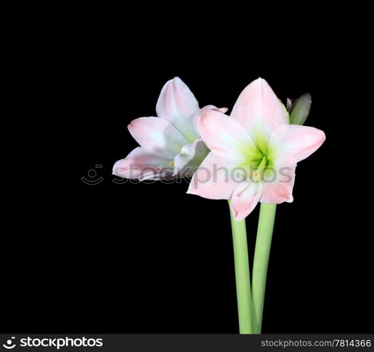 white amaryllis on the black background (Amaryllis belladonna L.)