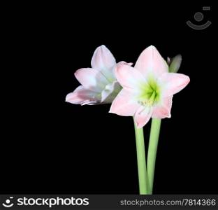 white amaryllis on the black background (Amaryllis belladonna L.)