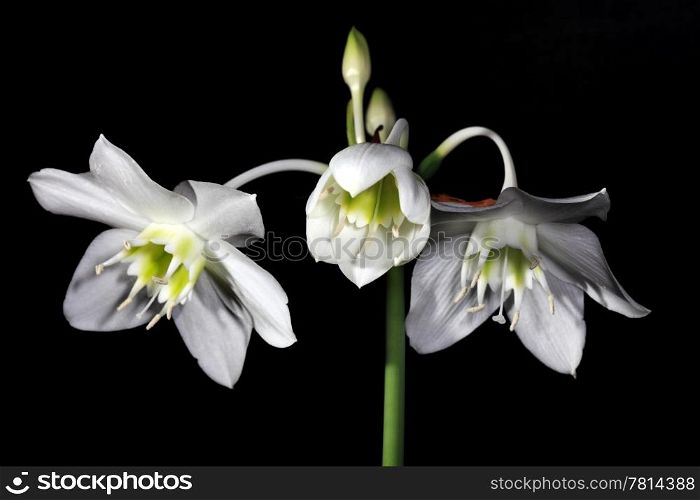 white Amazon lily flower on the black background (Eucharis grandiflora)