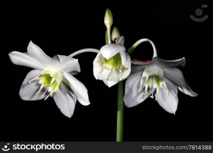 white Amazon lily flower on the black background (Eucharis grandiflora)