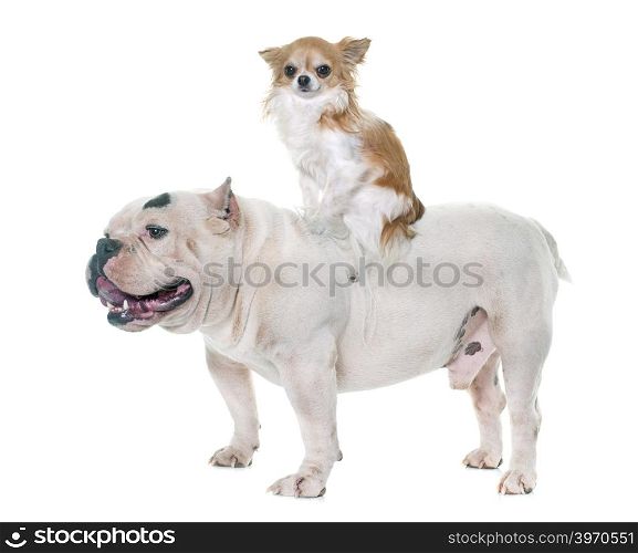 white american bully and chihuahua in front of white background