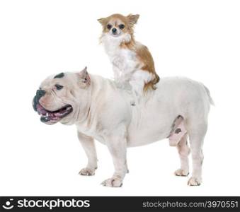 white american bully and chihuahua in front of white background