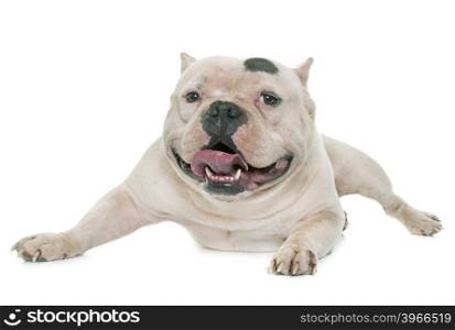 white american bully in front of white background