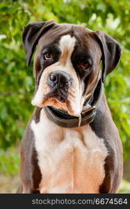 White and black boxer dog . White and black boxer dog in the garden