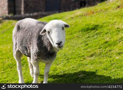 White and black sheep stare at viewer in English Lake District