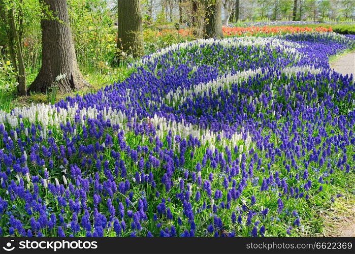 white and blue bluebell flowerbed river in dutch park Keukenhof, Netherlands. bluebell flowers river