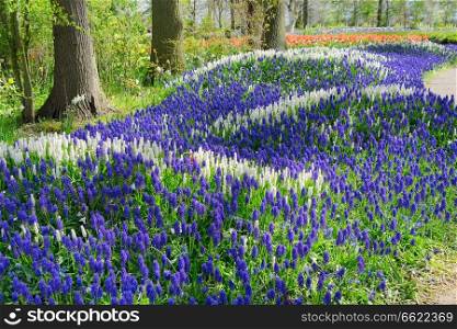 white and blue bluebell flowerbed river in dutch park Keukenhof, Netherlands. bluebell flowers river