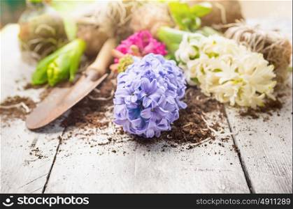 White and blue hyacinth with shovel and earth on garden white wooden table, spring gardening