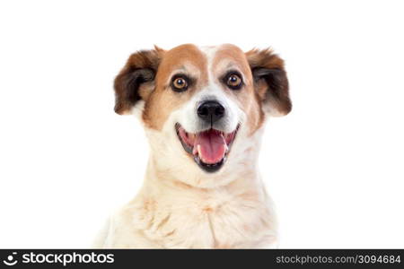 White and brown chubby dog isolated on a white background