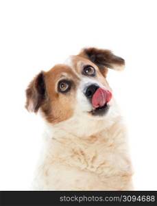 White and brown chubby dog isolated on a white background