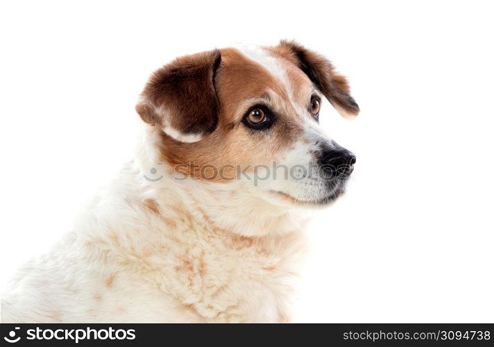 White and brown chubby dog isolated on a white background