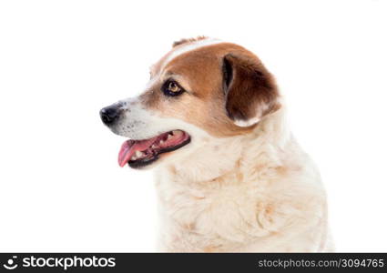 White and brown chubby dog isolated on a white background