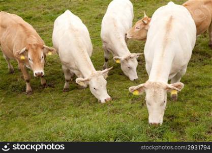 white and brown cows in meadow in the netherlands