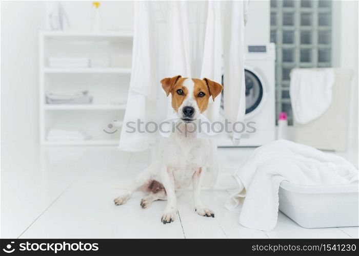White and brown dog bites washed linen hanging on clothes dryer, sits on floor in laundry room near basin full of towels. Home and washing.