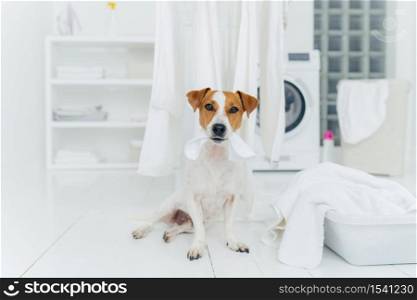 White and brown dog bites washed linen hanging on clothes dryer, sits on floor in laundry room near basin full of towels. Home and washing.
