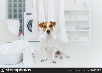 White and brown dog bites washed linen hanging on clothes dryer, sits on floor in laundry room near basin full of towels. Home and washing.