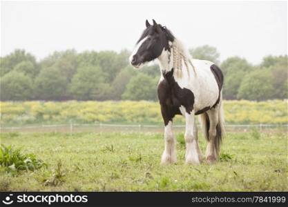 white and brown horse in spring meadow