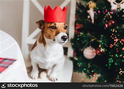 White and brown jack russell dog wears red crown, being a symbol of New Year, sits near decorated fir tree, looks into distance as waits for something delicious from host. Celebration concept