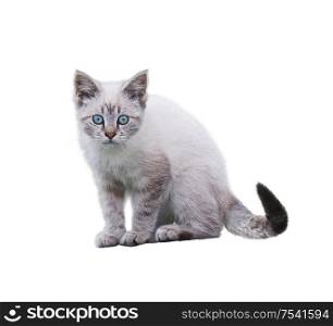 White And Brown Kitten isolated on white background