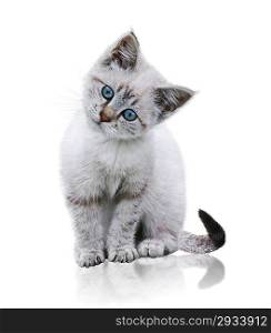 White And Brown Kitten On White Background