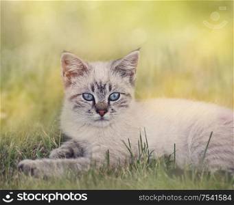 White And Brown Kitten resting in grass