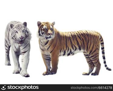 White And Brown Tigers isolated on white background