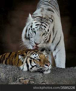 White And Brown Tigers Resting