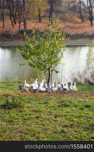White and gray geese flock near the water. Golden autumn. White and gray geese flock near the water. Golden autumn.