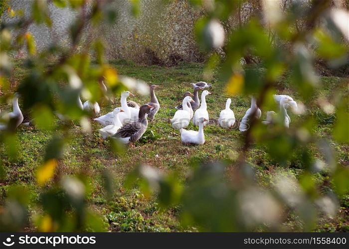 White and gray geese flock near the water. Golden autumn. Close-up. White and gray geese flock near the water. Golden autumn. Close-up.