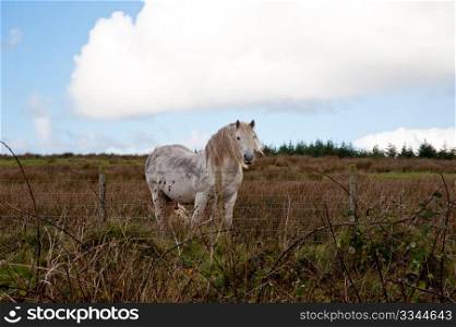 White and gray horse on the isle of Islay