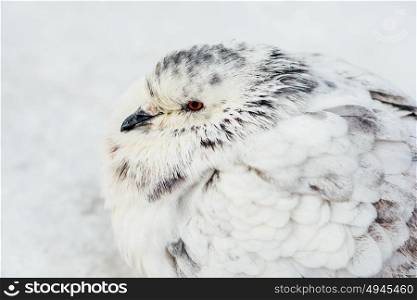 White And Gray Pigeon Bird Freezing In Cold Winter Weather