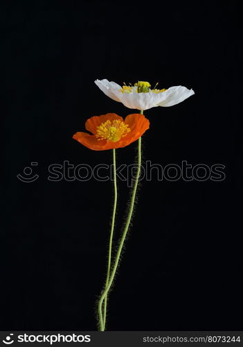 white and orange Poppy flowers on black background