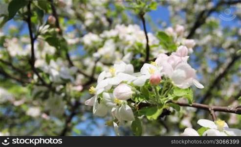 white and pink apple blossom on branch with green leaves, close-up