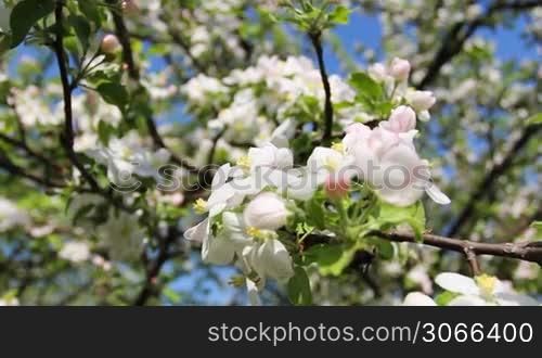 white and pink apple blossom then slow focus on apple-tree, close-up