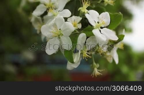white and pink apple blossom then slow focus on compressor station with engine, panorama from left to right