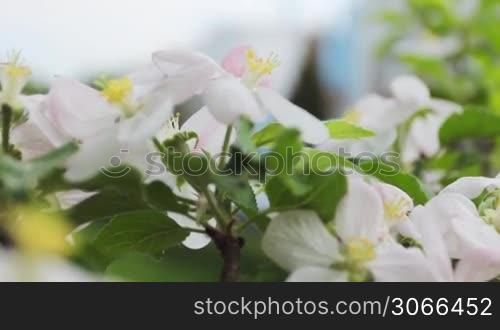 white and pink apple blossom then slow focus on compressor station with engine, close-up