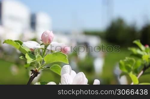 white and pink apple blossom then slow focus on compressor station with turbine, close-up