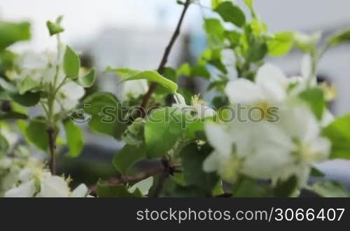 white and pink apple blossom then slow focus on unit of compressor station with engine, close-up