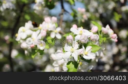 white and pink apple blossom with bumblebee fly around, close-up