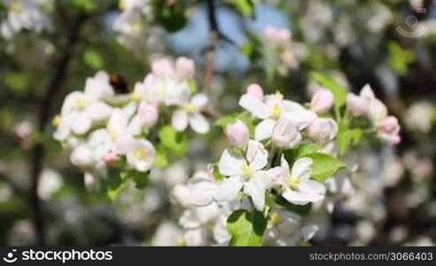 white and pink apple blossom with bumblebee fly around, close-up