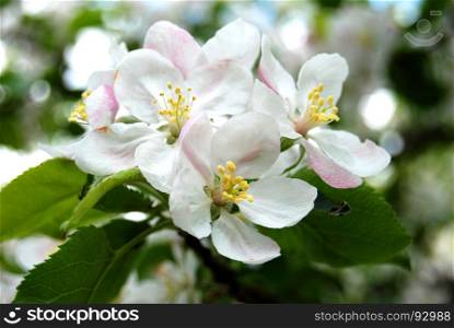 White and pink apple tree flower closeup