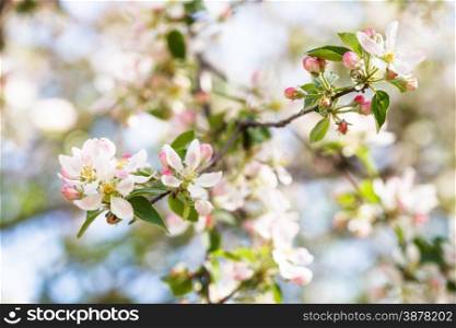 white and pink apple tree flowers close up in spring forest